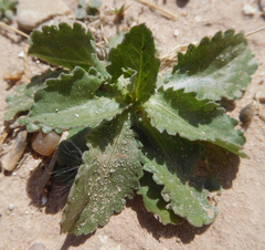 Grindelia ciliata