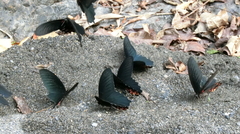 Papilio thaiwanus