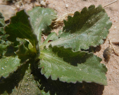 Grindelia ciliata