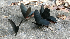 Papilio thaiwanus