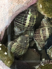 Acanthinucella punctulata