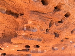 Anthophora pueblo