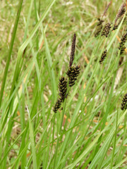 Carex stylosa