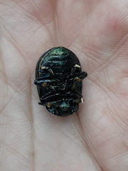 Leptinotarsa behrensi