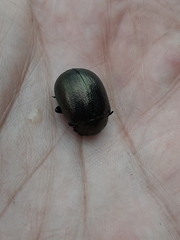 Leptinotarsa behrensi