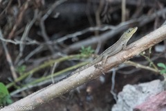 Anolis roquet salinei