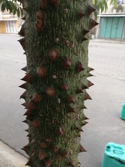 Ceiba