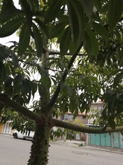 Ceiba