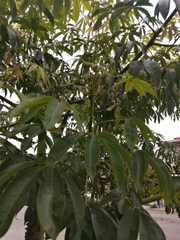 Ceiba