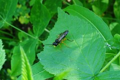 Tenthredo leucostoma