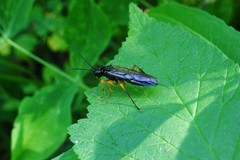 Tenthredo leucostoma