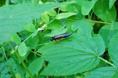 Tenthredo leucostoma