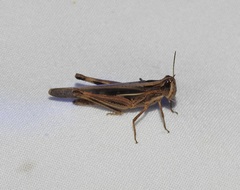 Aiolopus thalassinus dubius