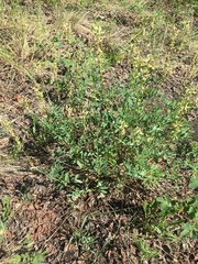 Astragalus williamsii