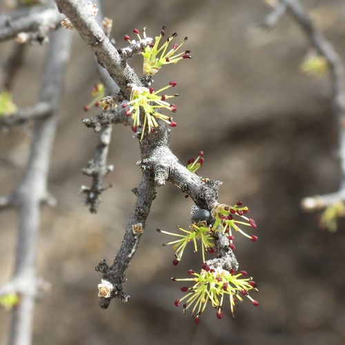 desert olive (Forestiera shrevei)
