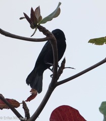 Quiscalus lugubris