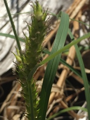 Carex atherodes