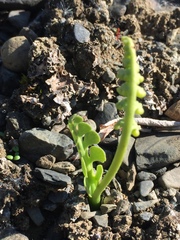 Botrychium minganense image