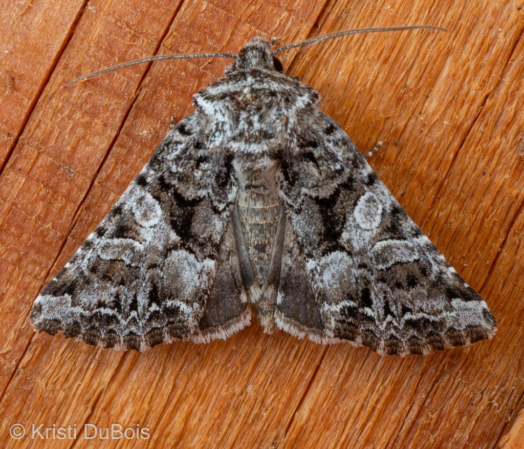 Hadena caelestis