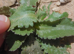 Grindelia ciliata
