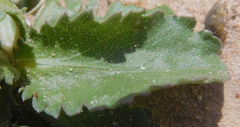 Grindelia ciliata
