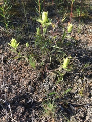 Castilleja pallida caudata