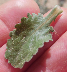 Grindelia ciliata