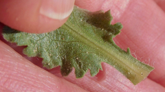 Grindelia ciliata