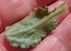 Grindelia ciliata