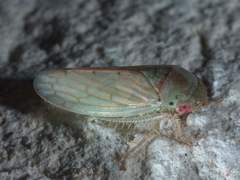 Polana quadrinotata