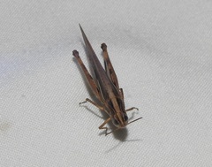 Aiolopus thalassinus dubius