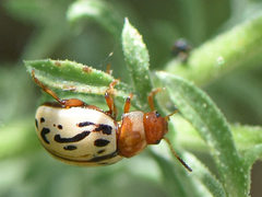 Zygogramma conjuncta
