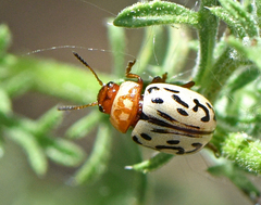 Zygogramma conjuncta