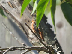 Selasphorus sasin sedentarius