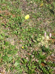 Papaver macounii discolor