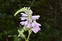 Physostegia digitalis