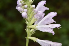 Physostegia digitalis