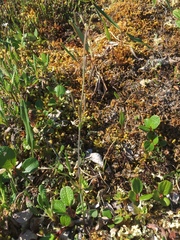 Eutrema edwardsii