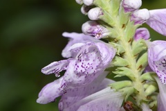 Physostegia digitalis