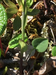 Eutrema edwardsii