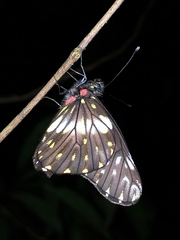 Catasticta nimbice