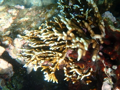Millepora tenera