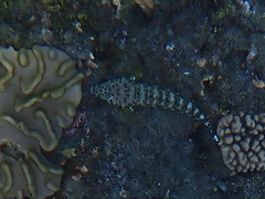 Parapercis millepunctata