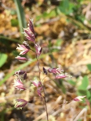 Poa porsildii
