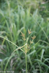 Cyperus imbricatus