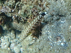 Parapercis millepunctata