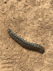 Malacosoma constricta