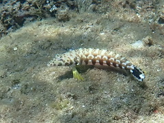 Parapercis millepunctata