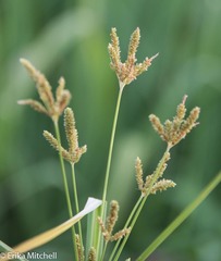 Cyperus imbricatus