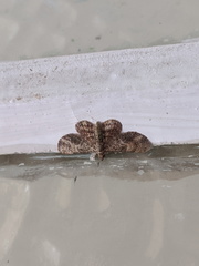 Gymnoscelis aenictopa